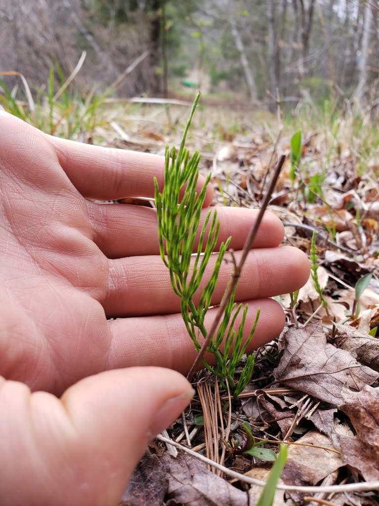 field horsetail in April 2021 by Lucas O'Neil · iNaturalist