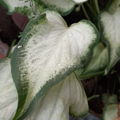 Caladium humboldtii