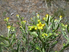 Lithospermum multiflorum