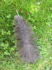 Struthioniformes