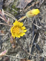 Tussilago farfara
