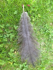 Struthioniformes