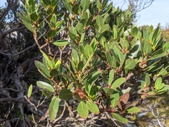 Eucalyptus vernicosa