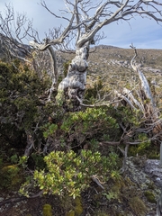 Eucalyptus vernicosa