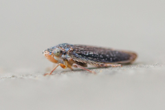 Graphocephala confluens