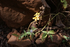 Alectra orobanchoides