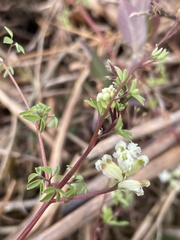 Ceratocapnos