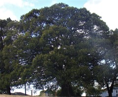 Ficus macrophylla