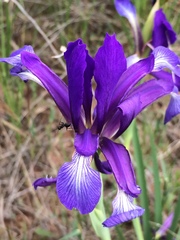 Iris reichenbachiana