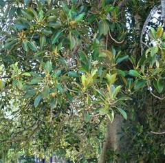 Ficus macrophylla