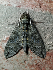 Manduca diffissa