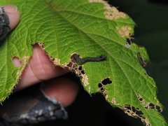 Thyatira batis formosicola
