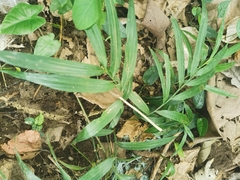 Calamus formosanus