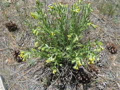 Lithospermum multiflorum