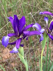 Iris reichenbachiana