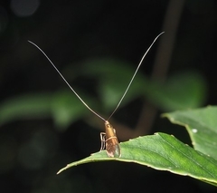 Nemophora aurifera