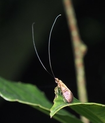 Nemophora aurifera
