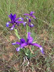 Iris reichenbachiana