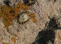 Scutellastra barbara