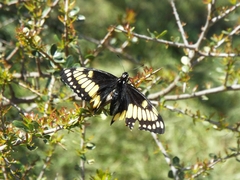 Papilio hellanichus