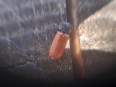 Bostrichus capucinus