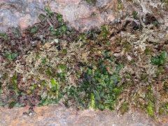 Hymenophyllum marginatum