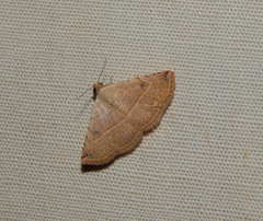 Eublemma gayneri
