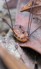 Pseudogagrella splendens