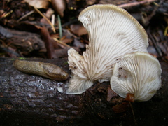 Agaricales