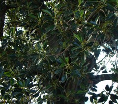 Ficus macrophylla