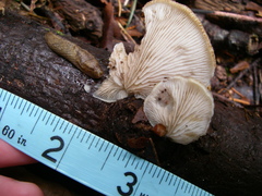 Agaricales