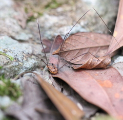 Pseudogagrella splendens