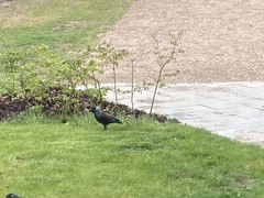 Corvus monedula