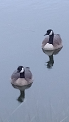 Branta canadensis