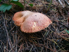 Suillus