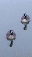 Branta canadensis