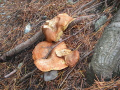 Suillus