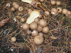 Lycoperdaceae