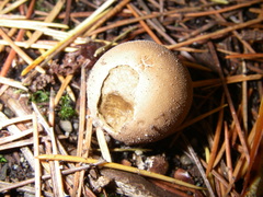 Lycoperdaceae