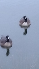 Branta canadensis