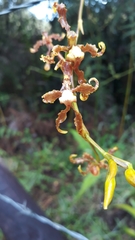 Cyrtochilum divaricatum