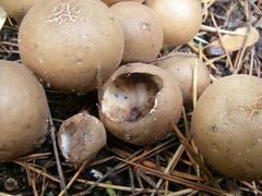 Lycoperdaceae