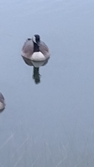 Branta canadensis