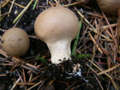 Lycoperdaceae