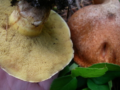 Suillus