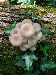 Pleurotus cornucopiae cornucopiae