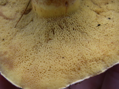 Suillus