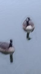 Branta canadensis