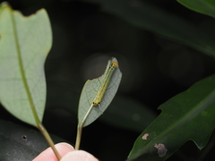 Macroglossum passalus