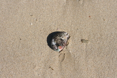 Haliotis spadicea